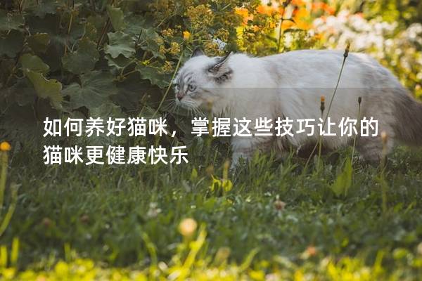 如何養(yǎng)好貓咪，掌握這些技巧讓你的貓咪更健康快樂