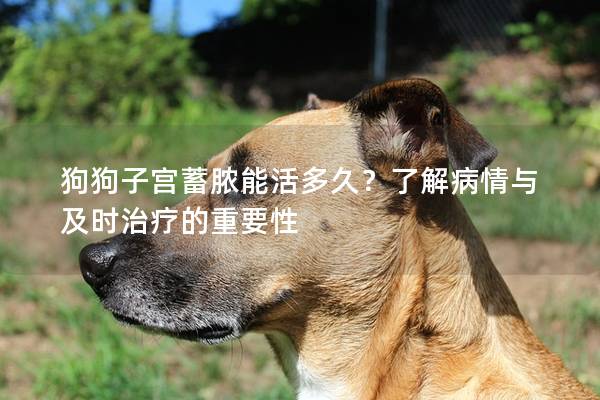 狗狗子宮蓄膿能活多久？了解病情與及時治療的重要性