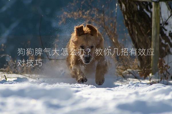 狗狗脾氣大怎么辦？教你幾招有效應(yīng)對技巧