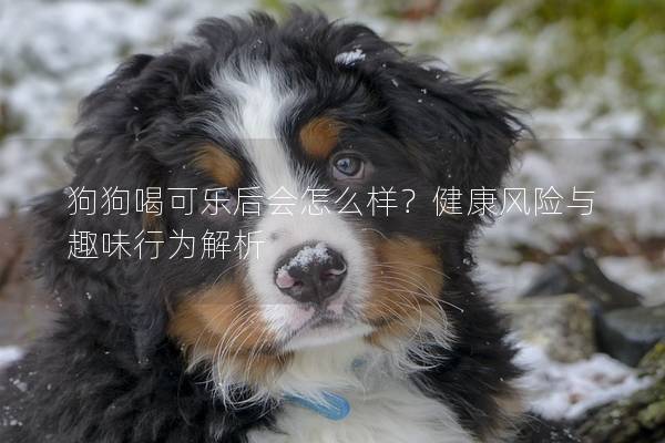 狗狗喝可樂后會怎么樣？健康風險與趣味行為解析
