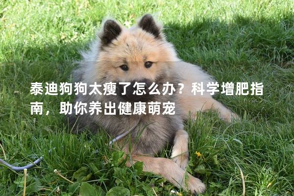 泰迪狗狗太瘦了怎么辦？科學(xué)增肥指南，助你養(yǎng)出健康萌寵
