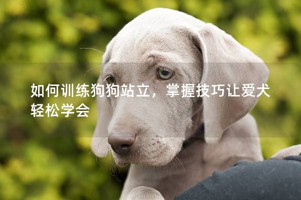 如何訓練狗狗站立，掌握技巧讓愛犬輕松學會