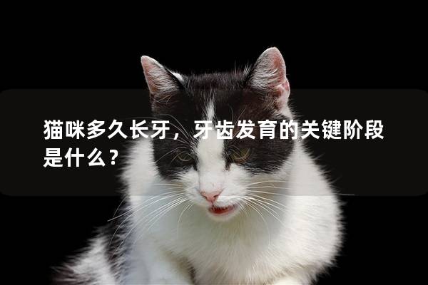 貓咪多久長牙，牙齒發(fā)育的關(guān)鍵階段是什么？