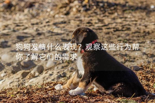狗狗發情什么表現？觀察這些行為幫你了解它們的需求