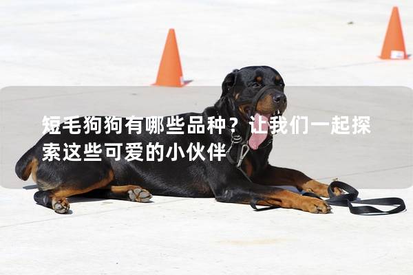 短毛狗狗有哪些品種?讓我們一起探索這些可愛的小伙伴 短毛狗狗有哪些品種?讓我們一起探索這些可愛的小伙伴