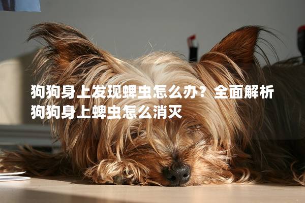狗狗身上發現蜱蟲怎么辦？全面解析狗狗身上蜱蟲怎么消滅