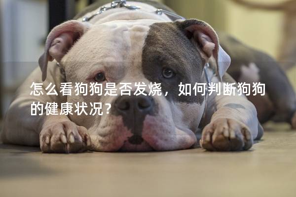 怎么看狗狗是否發燒，如何判斷狗狗的健康狀況？