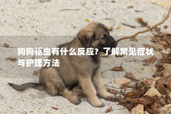 狗狗驅(qū)蟲有什么反應(yīng)？了解常見癥狀與護(hù)理方法