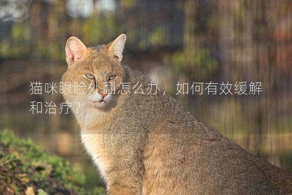 貓咪眼瞼外翻怎么辦，如何有效緩解和治療？