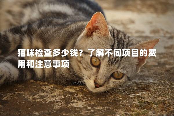 貓咪檢查多少錢？了解不同項目的費用和注意事項