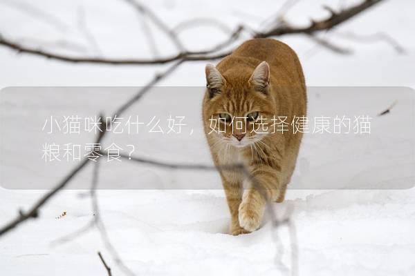 小貓咪吃什么好，如何選擇健康的貓糧和零食？