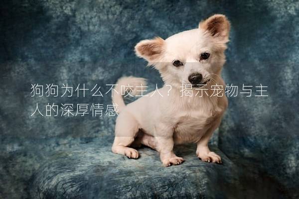 狗狗為什么不咬主人？揭示寵物與主人的深厚情感