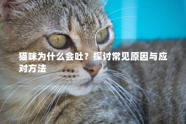 貓咪為什么會(huì)吐？探討常見原因與應(yīng)對方法