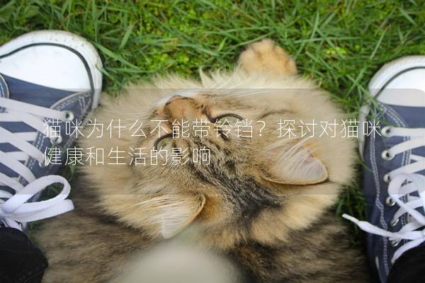 貓咪為什么不能帶鈴鐺？探討對(duì)貓咪健康和生活的影響