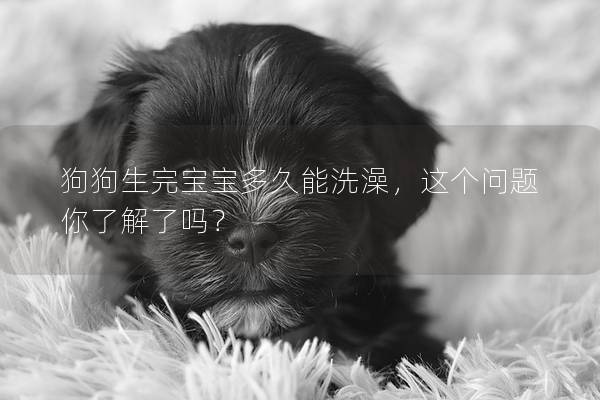 狗狗生完寶寶多久能洗澡，這個問題你了解了嗎？