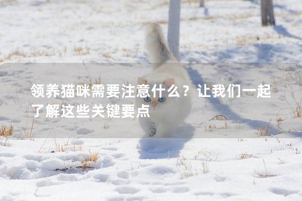 領養貓咪需要注意什么？讓我們一起了解這些關鍵要點