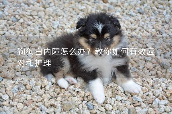 狗狗白內(nèi)障怎么辦？教你如何有效應對和護理