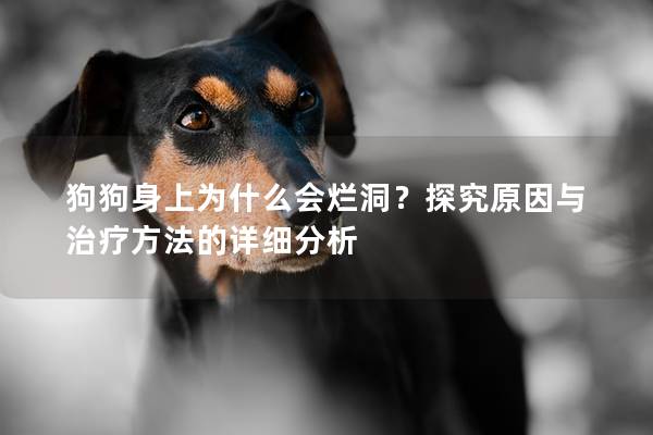 狗狗身上為什么會(huì)爛洞？探究原因與治療方法的詳細(xì)分析