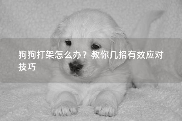 狗狗打架怎么辦？教你幾招有效應(yīng)對技巧