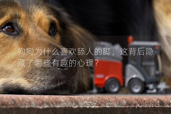 狗狗為什么喜歡舔人的腳，這背后隱藏了哪些有趣的心理？