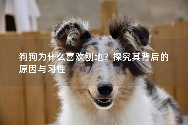 狗狗為什么喜歡刨地？探究其背后的原因與習性