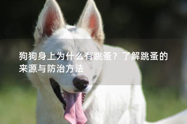 狗狗身上為什么有跳蚤？了解跳蚤的來源與防治方法