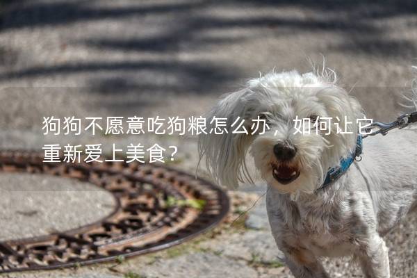 狗狗不愿意吃狗糧怎么辦，如何讓它重新愛(ài)上美食？