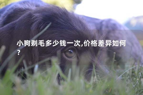 小狗剃毛多少錢一次,價格差異如何? 小狗剃毛多少錢一次,價格差異如何?