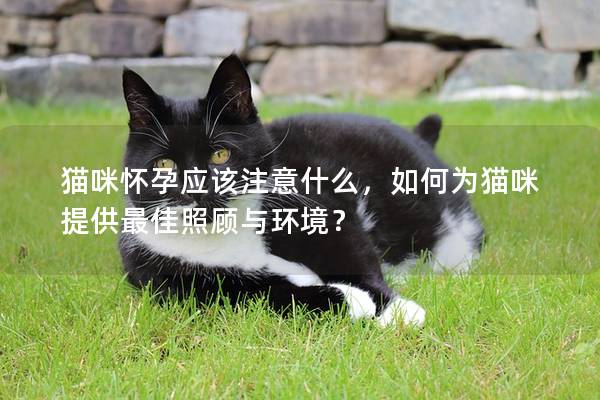 貓咪懷孕應該注意什么，如何為貓咪提供最佳照顧與環(huán)境？