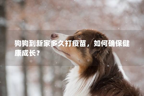 狗狗到新家多久打疫苗，如何確保健康成長？