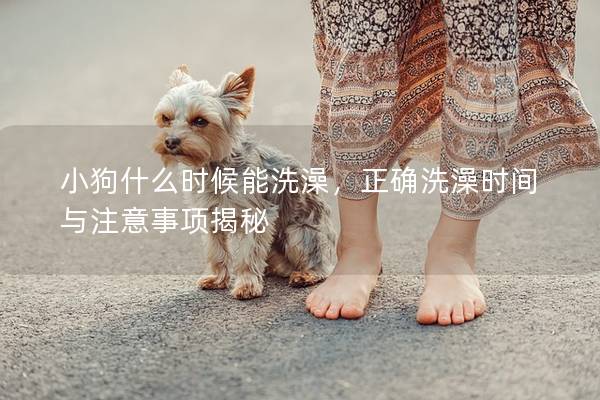 小狗什么時候能洗澡,正確洗澡時間與注意事項揭秘 小狗什么時候能洗澡,正確洗澡時間與注意事項揭秘