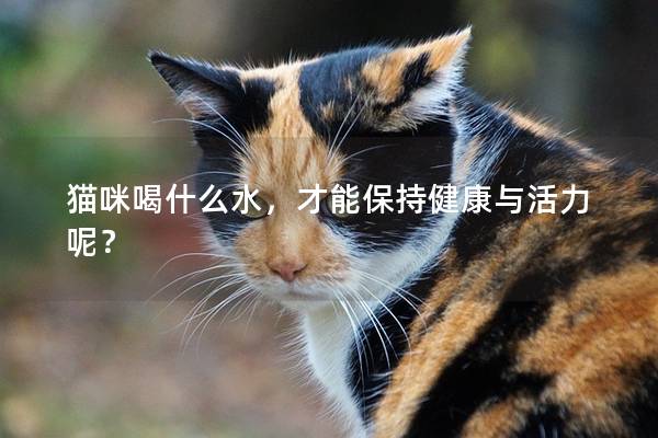 貓咪喝什么水，才能保持健康與活力呢？