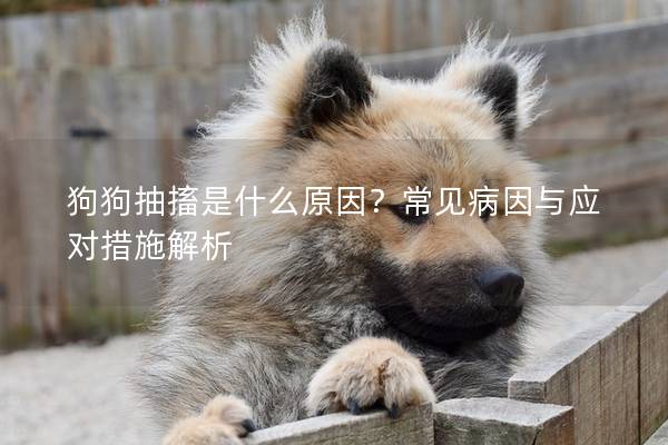 狗狗抽搐是什么原因？常見病因與應對措施解析
