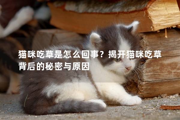 貓咪吃草是怎么回事？揭開貓咪吃草背后的秘密與原因