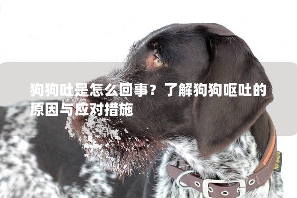 狗狗吐是怎么回事?了解狗狗嘔吐的原因與應對措施 狗狗吐是怎么回事?了解狗狗嘔吐的原因與應對措施