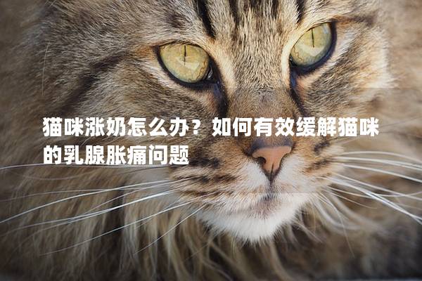 貓咪漲奶怎么辦？如何有效緩解貓咪的乳腺脹痛問題