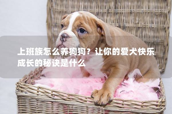 上班族怎么養(yǎng)狗狗？讓你的愛犬快樂成長的秘訣是什么