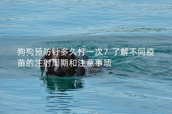 狗狗預(yù)防針多久打一次？了解不同疫苗的注射周期和注意事項(xiàng)