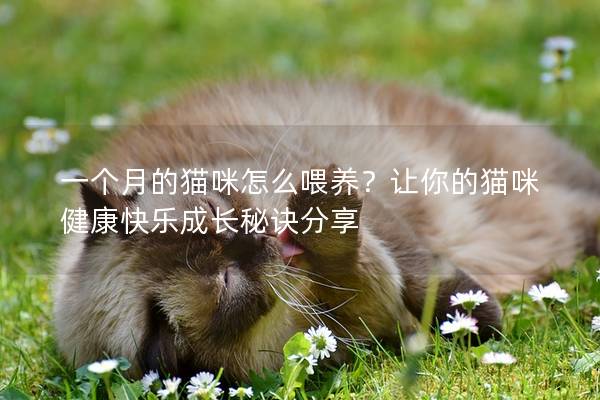 一個月的貓咪怎么喂養?讓你的貓咪健康快樂成長秘訣分享 一個月的貓咪怎么喂養?讓你的貓咪健康快樂成長秘訣分享