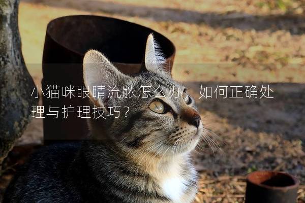 小貓咪眼睛流膿怎么辦，如何正確處理與護理技巧？