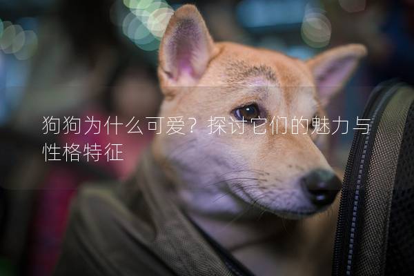 狗狗為什么可愛?探討它們的魅力與性格特征 狗狗為什么可愛?探討它們的魅力與性格特征