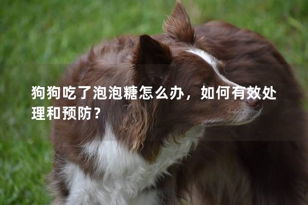 狗狗吃了泡泡糖怎么辦，如何有效處理和預防？