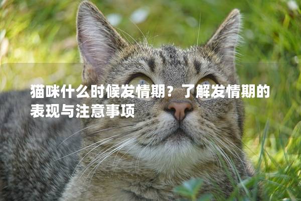 貓咪什么時候發情期？了解發情期的表現與注意事項