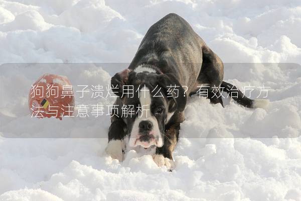狗狗鼻子潰爛用什么藥？有效治療方法與注意事項(xiàng)解析