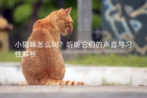 小貓咪怎么叫？聽聽它們的聲音與習性解析