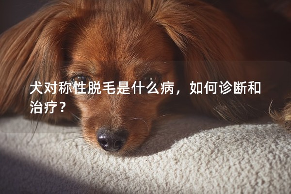 犬對(duì)稱(chēng)性脫毛是什么病，如何診斷和治療？