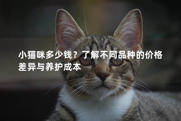 小貓咪多少錢(qián)？了解不同品種的價(jià)格差異與養(yǎng)護(hù)成本
