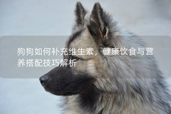 狗狗如何補充維生素，健康飲食與營養搭配技巧解析
