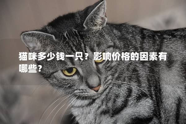 貓咪多少錢一只？影響價格的因素有哪些？