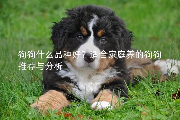 狗狗什么品種好？適合家庭養的狗狗推薦與分析